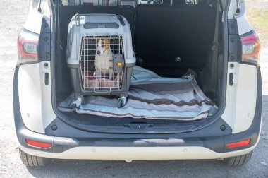 Jack Russell Teriyer Köpeği Seyahat Çantasında Hayvanlar Araba Bagajında