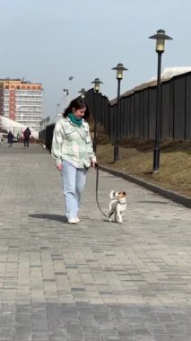 Beyaz kadın Jack Russell Terrier köpeğini gezdiriyor.