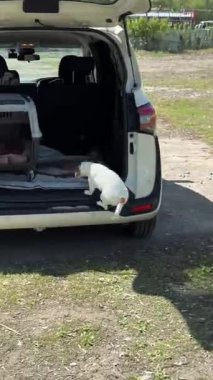 Sahibi Jack Russell Terrier 'a bir arabanın bagajına atlamasını emrediyor.