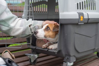 Sahibi Jack Russell Terrier ile birlikte güvenli bir yolculuk için bankta oturuyor.