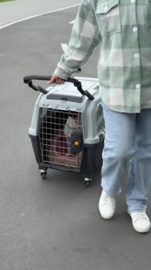 Beyaz kadın köpekle seyahat ediyor. Sahibi Jack Russell Terrier 'ı güvenli bir yolculuk için kafese taşıyor.