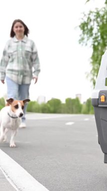 Sahibi Jack Russell Terrier 'a güvenli yolculuk için gemiye girmesini emrediyor..