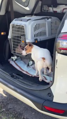 Jack Russell Terrier arabanın bagajına atladı. Köpek Yolculuğa Hazır