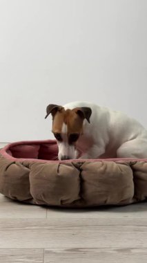 Jack Russell Terrier Köpeği Şeker İçin Bir Sırla Bir Top Çiğniyor. Dikey video