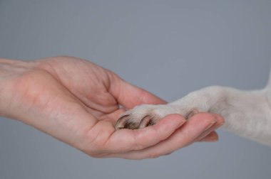 Sahibi köpeği pençesinden tutuyor. Yakın plan.