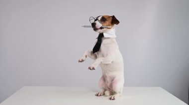 İş köpeği Jack Russell Terrier 'ın ağzında kalem var.