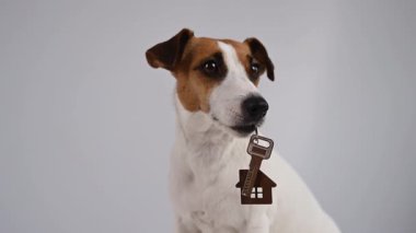 Beyaz arka planda Jack Russell Terrier Köpek Bekleme Evi Anahtarları
