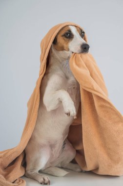 Beyaz arka planda havluya sarılı Jack Russell Terrier köpeği