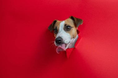 Komik köpek burnunu yalıyor. Jack Russell Terrier 'ın kafası kırmızı karton arka plandan dışarı fırlamış. Boşluğu kopyala