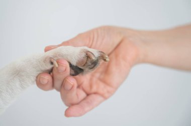 Sahibi köpeklerin patilerine balmumu sürer.