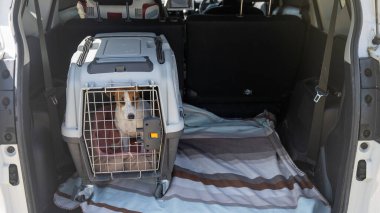 Jack Russell Teriyer Köpeği Seyahat Çantasında Hayvanlar Araba Bagajında