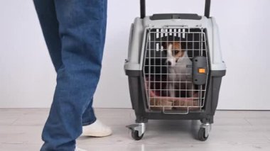 Sahibi güvenli taşımacılık için bir taşıyıcı getiriyor ve Jack Russell Terrier 'ı çıkarıyor.