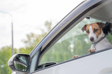 Beyaz kadın köpekle birlikte arabanın camından dışarı bakıyor.