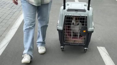 Beyaz kadın köpekle seyahat ediyor. Sahibi Jack Russell Terrier 'ı güvenli bir yolculuk için kafese taşıyor.