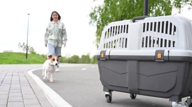 Sahibi Jack Russell Terrier 'a güvenli yolculuk için gemiye girmesini emrediyor..