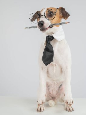 İş köpeği Jack Russell Terrier 'ın ağzında kalem var.