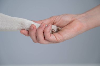 Sahibi köpeği pençesinden tutuyor. Yakın plan.