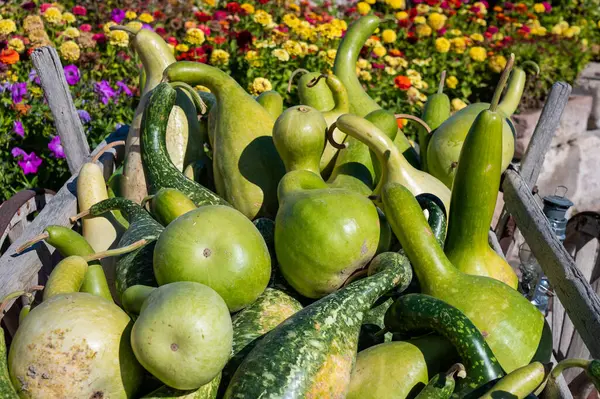 Renkli Çiçeklerin Ortasında Canlı Kabak Hasadı