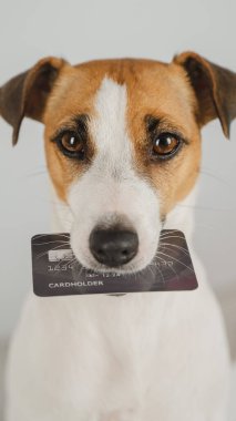 Jack Russell Teriyer Köpek Tutma Kredi Kartı