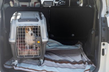 Jack Russell Teriyer Köpeği Seyahat Çantasında Hayvanlar Araba Bagajında
