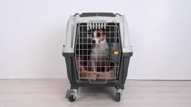Sahibi kasa taşıyıcısının kapısını açar ve Jack Russell Terrier 'ı serbest bırakır.