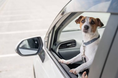 Jack Russell Terrier köpeği pencereden dışarı bakıyor.