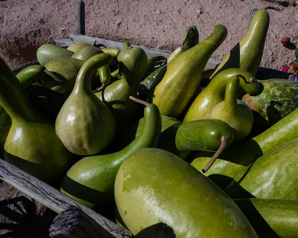 Renkli Çiçeklerin Ortasında Canlı Kabak Hasadı