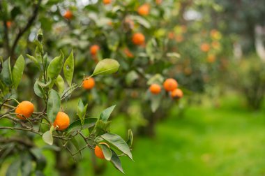 mandalina ağaç büyümek