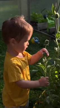 Küçük çocuk açık havada haşhaş çiçeklerine bakıyor.