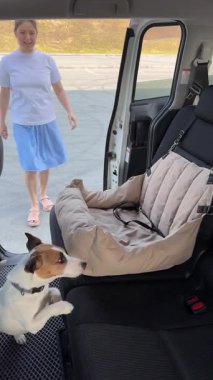Köpek arabaya atlar ve köpekler için özel bir araba koltuğuna oturur. Sahibi Jack Russell Terrier 'ı emniyet kemeriyle bağlıyor.