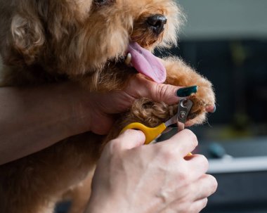 Bir kuaför kuaförde kaniş tırnağını kesiyor.