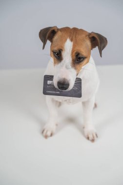 Jack Russell Teriyer Köpek Tutma Kredi Kartı