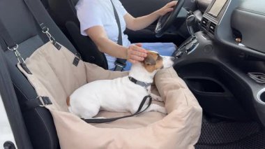 Beyaz bir kadın köpeğiyle arabaya biniyor. Jack Russell Terrier özel bir araba koltuğunda