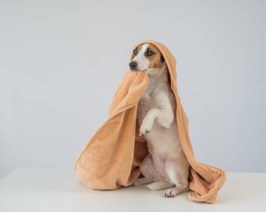 Beyaz arka planda havluya sarılı Jack Russell Terrier köpeği