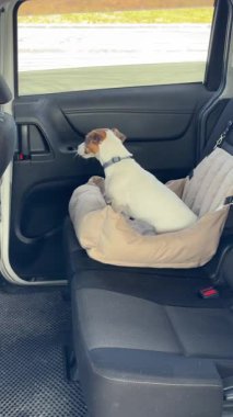Beyaz kadın araba emniyet kemerinden köpeğini çıkardı.
