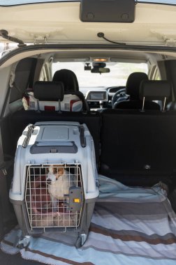 Jack Russell Teriyer Köpeği Seyahat Çantasında Hayvanlar Araba Bagajında