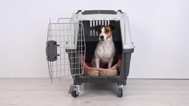 Sahibi Jack Russell Terrier 'ı güvenli taşıma için taşıyıcıya kilitledi