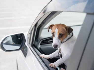 Jack Russell Terrier köpeği pencereden dışarı bakıyor.
