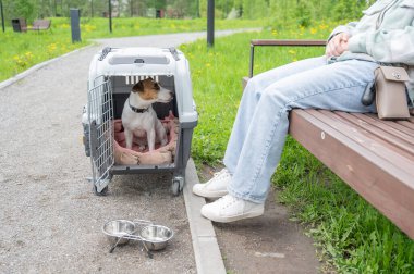 Sahibi Jack Russell Terrier ile birlikte güvenli bir yolculuk için bankta oturuyor..