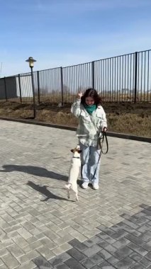 Beyaz kadın köpeğini gezdiriyor. Jack Russell Terrier sahiplerinin emirlerine uyar.