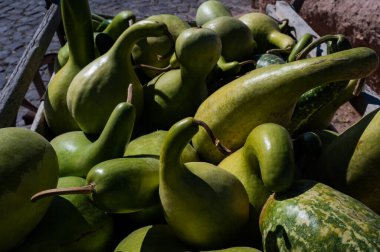 Renkli Çiçeklerin Ortasında Canlı Kabak Hasadı