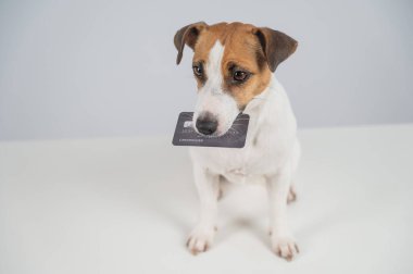Jack Russell Teriyer Köpek Tutma Kredi Kartı