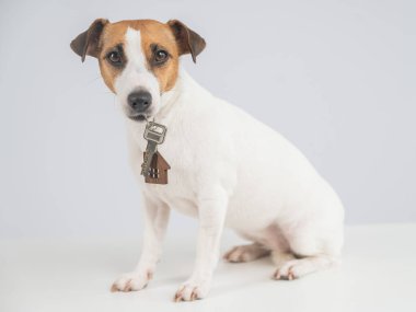 Beyaz arka planda Jack Russell Terrier Köpek Bekleme Evi Anahtarları
