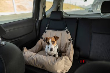 Jack Russell Terrier Köpeği Özel Araba Koltuğunda