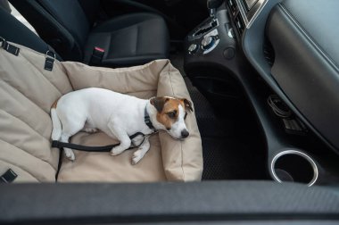 Jack Russell Terrier Köpeği Özel Araba Koltuğunda