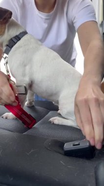 Beyaz kadın köpeğiyle arabayla seyahat ediyor. Sahibi Jack Russell Terrier 'ı emniyet kemeriyle bağlıyor.