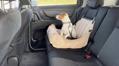 Beyaz kadın araba emniyet kemerinden köpeğini çıkardı.