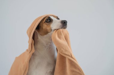 Beyaz arka planda havluya sarılı Jack Russell Terrier köpeği