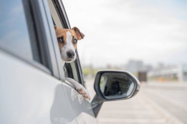 Jack Russell Terrier köpeği pencereden dışarı bakıyor.