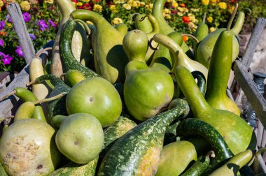 Renkli Çiçeklerin Ortasında Canlı Kabak Hasadı